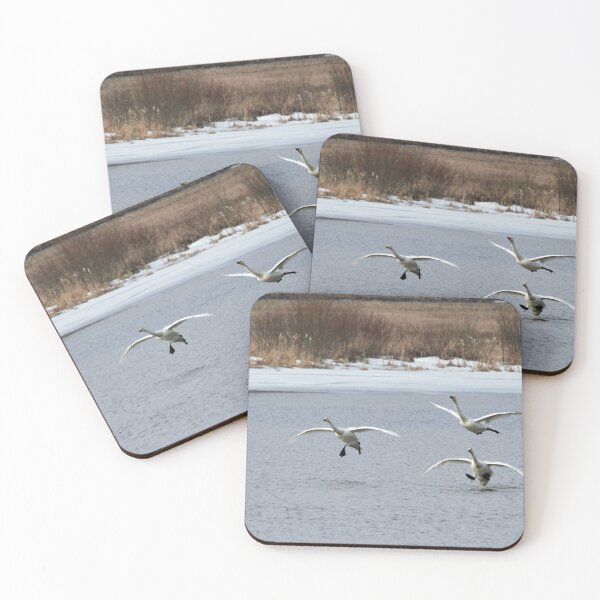 Item preview, Freestyle landings. Whooper swan designed and sold by Jouko Lehto Photography.