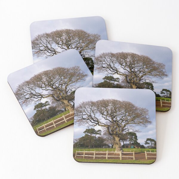 Item preview, Torre Abbey Meadows Oak Tree designed and sold by rawshutterbug.