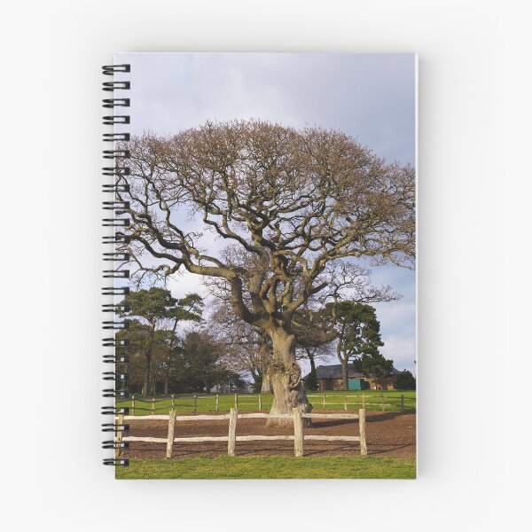 Item preview, Torre Abbey Meadows Oak Tree designed and sold by rawshutterbug.