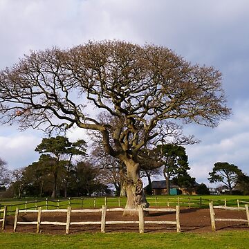 Artwork thumbnail, Torre Abbey Meadows Oak Tree by rawshutterbug