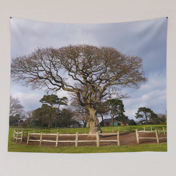 Item preview, Torre Abbey Meadows Oak Tree designed and sold by rawshutterbug.