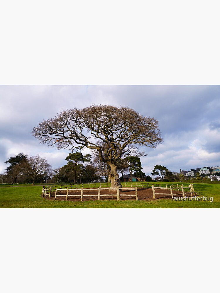 Thumbnail 3 of 3, Sticker, Torre Abbey Meadows Oak Tree designed and sold by rawshutterbug.