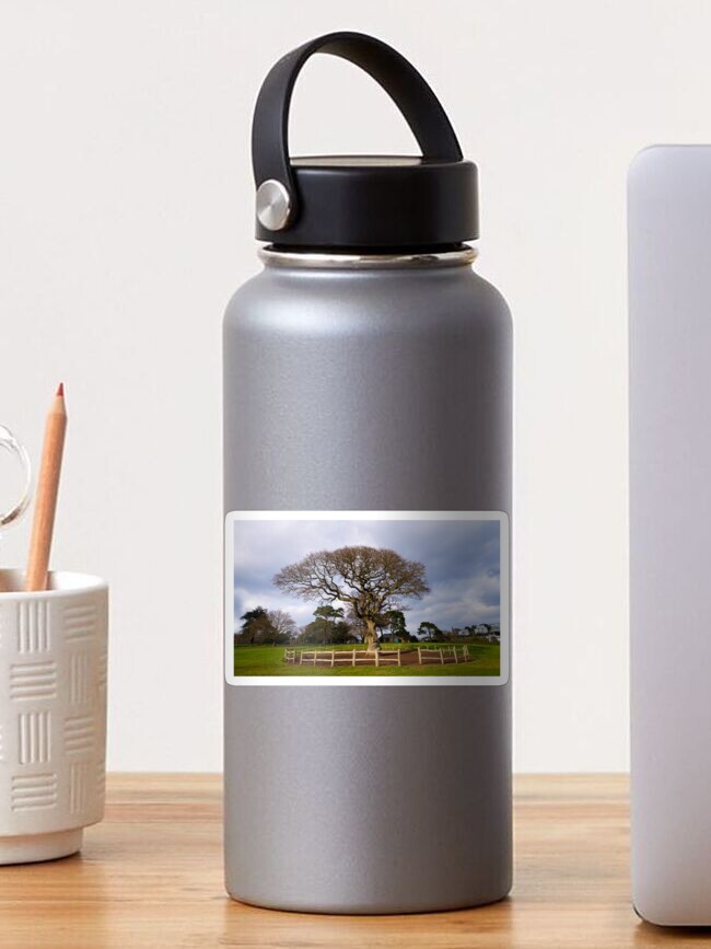 Thumbnail 1 of 3, Sticker, Torre Abbey Meadows Oak Tree designed and sold by rawshutterbug.