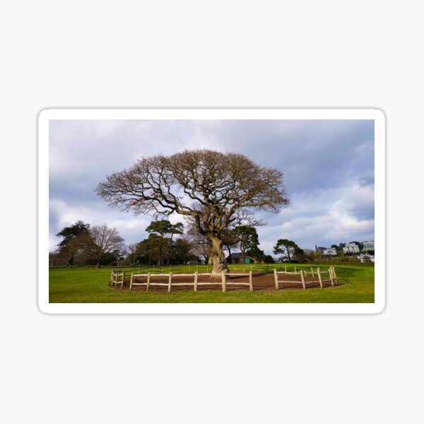 Item preview, Torre Abbey Meadows Oak Tree designed and sold by rawshutterbug.