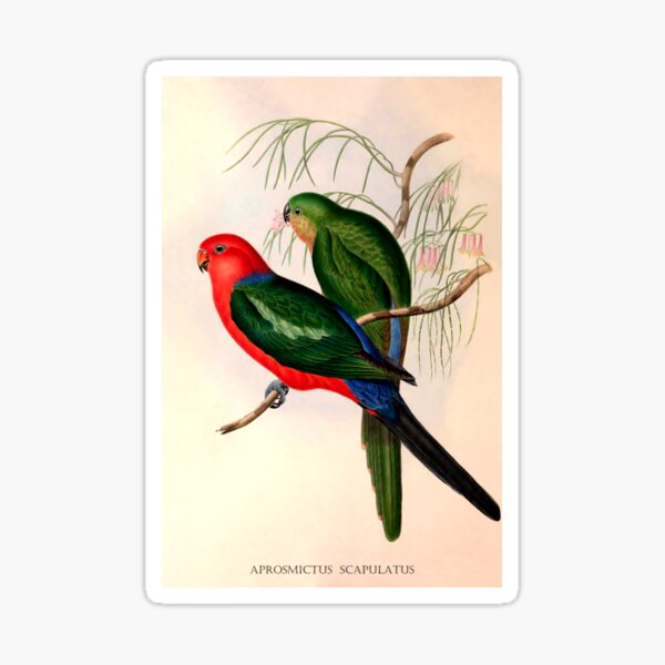Vista previa del artículo con la obra «Rey Lory», diseñado y vendido por aapshop.