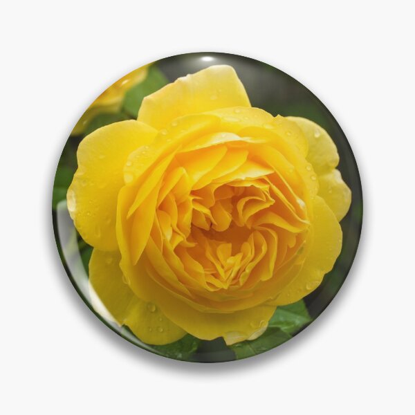 Item preview, Yellow Roses designed and sold by jojobob.