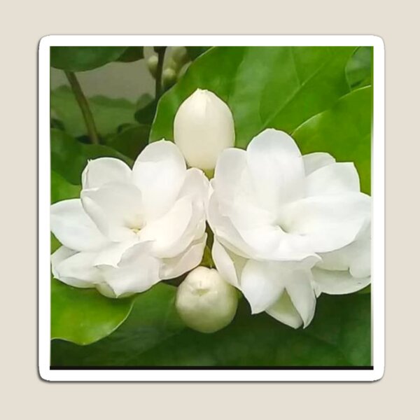 Item preview, Elegant white and green Jasmine or Raveen flower with leaves designed and sold by Tafheem.