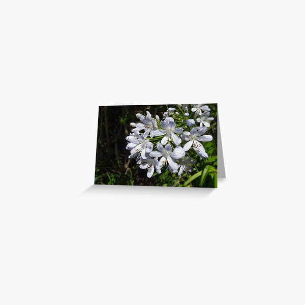 African Lily Greeting Card