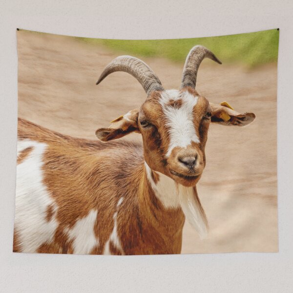 Item preview, Brown and White Goat designed and sold by Frankie Cat Photography.