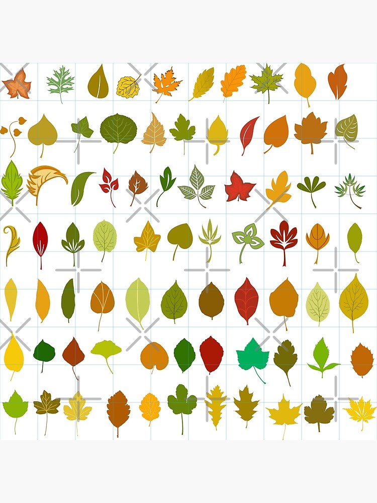 "Types of leaves" Poster for Sale by A4us Redbubble