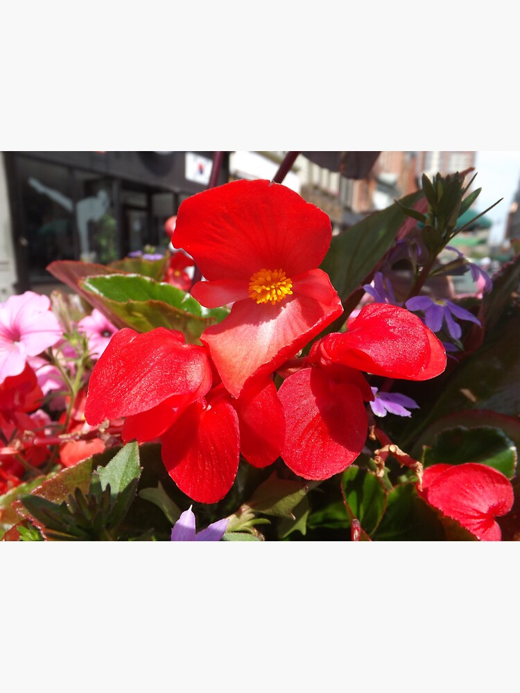 "Colorful Flower, Jersey City, New Jersey" Sticker for Sale by lenspiro