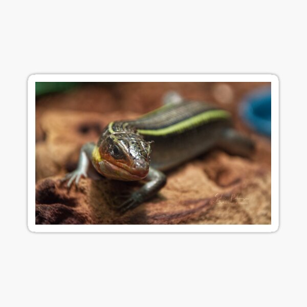 Yellow-throated Plated Lizard Sticker