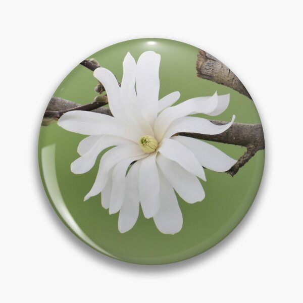 Item preview, Star Magnolia Sympathy Card designed and sold by Kathleen Brant.
