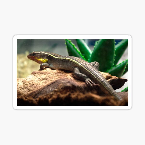 Copy of Yellow-throated Plated Lizard Sticker