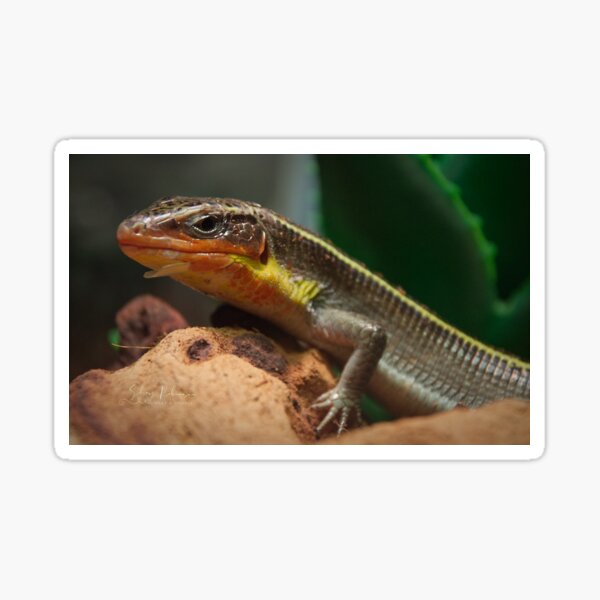 Copy of Copy of Yellow-throated Plated Lizard Sticker