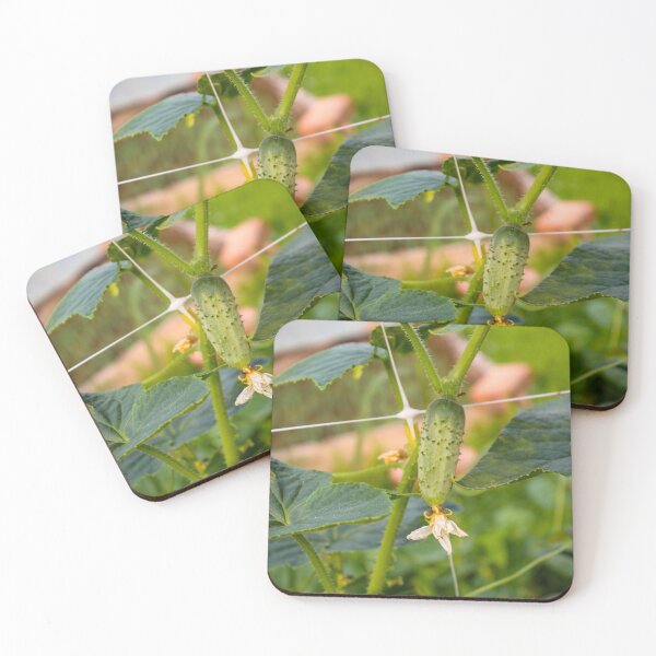 Item preview, Organic cultivation of small gherkins on the vine designed and sold by Mahirov Shop.