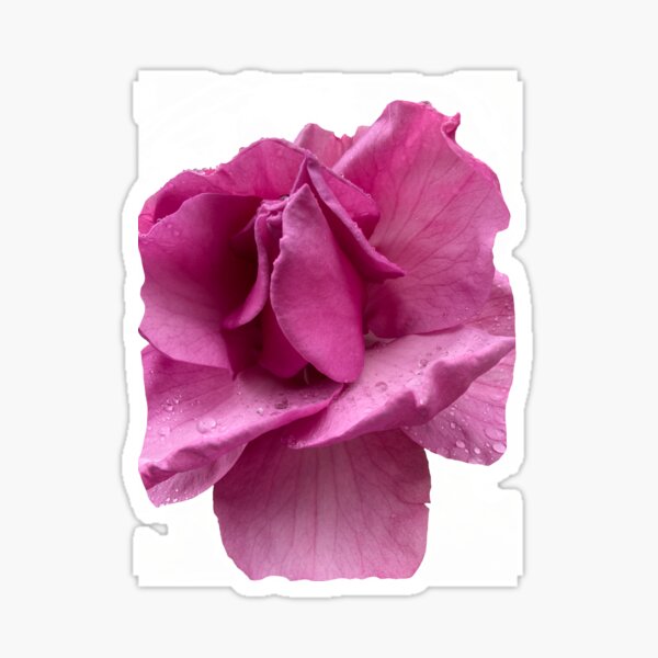 Magnolia Flower - JaniceRafael Sticker