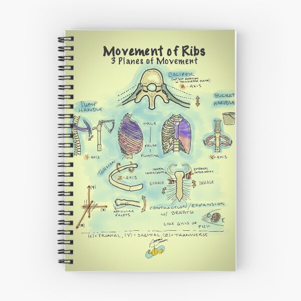 Item preview, Ribs 3D designed and sold by AdaptablePolar.