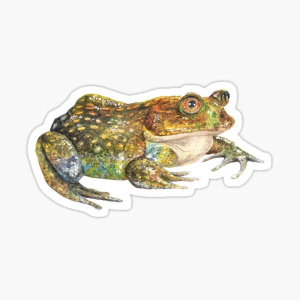 Item preview, Chilean frog (Calyptocephalella gayi) designed and sold by SandraHaro.