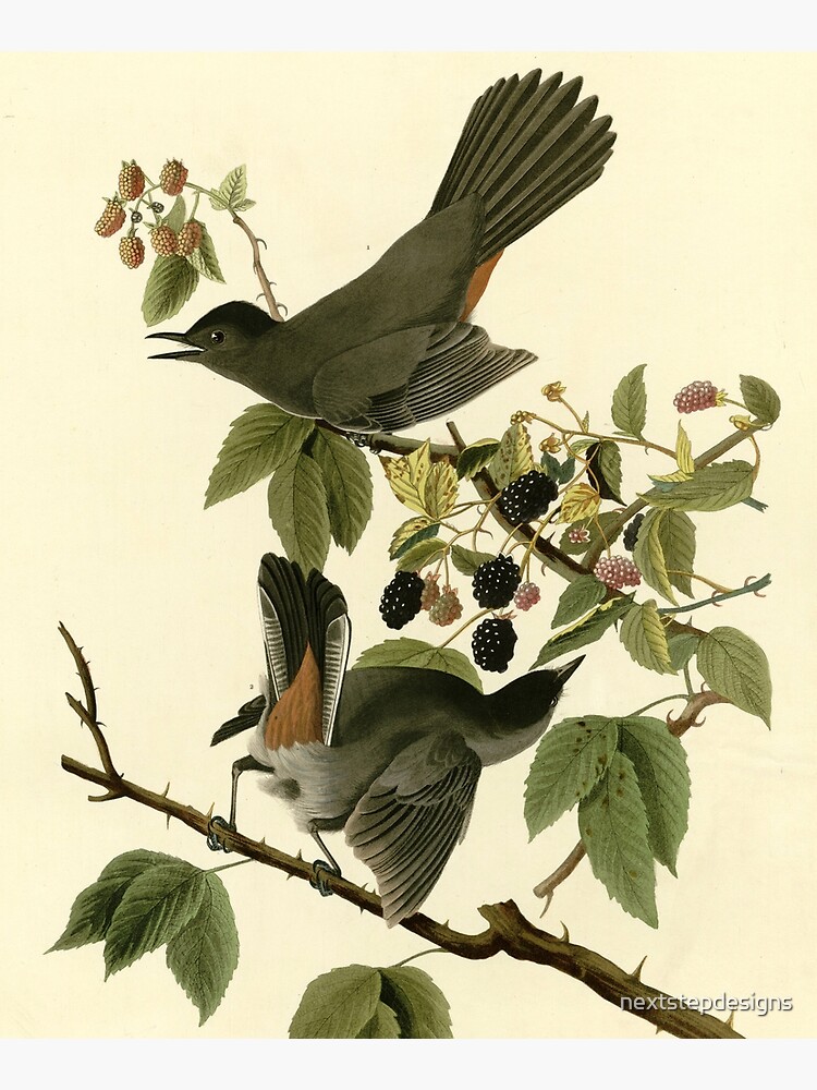 Cat Bird, Birds of America by nextstepdesigns