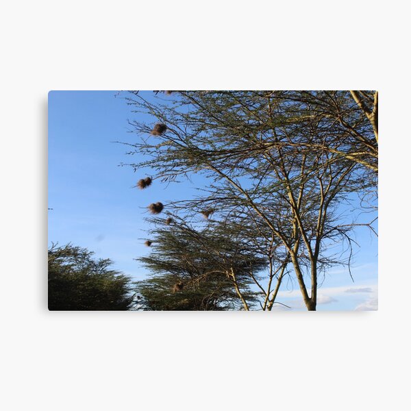 The Nest Collection Canvas Print