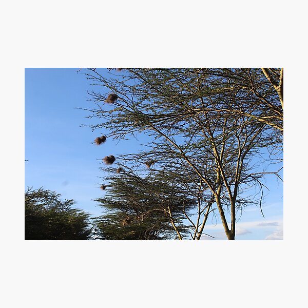 The Nest Collection Photographic Print