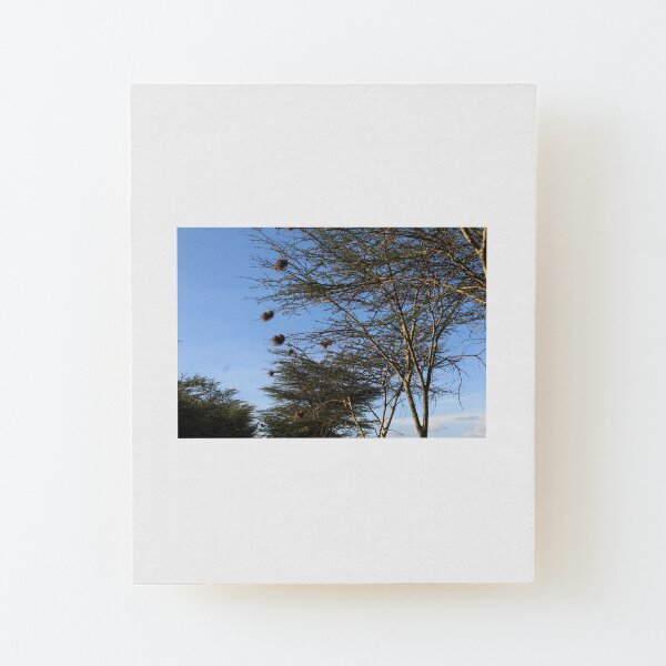 The Nest Collection Wood Mounted Print