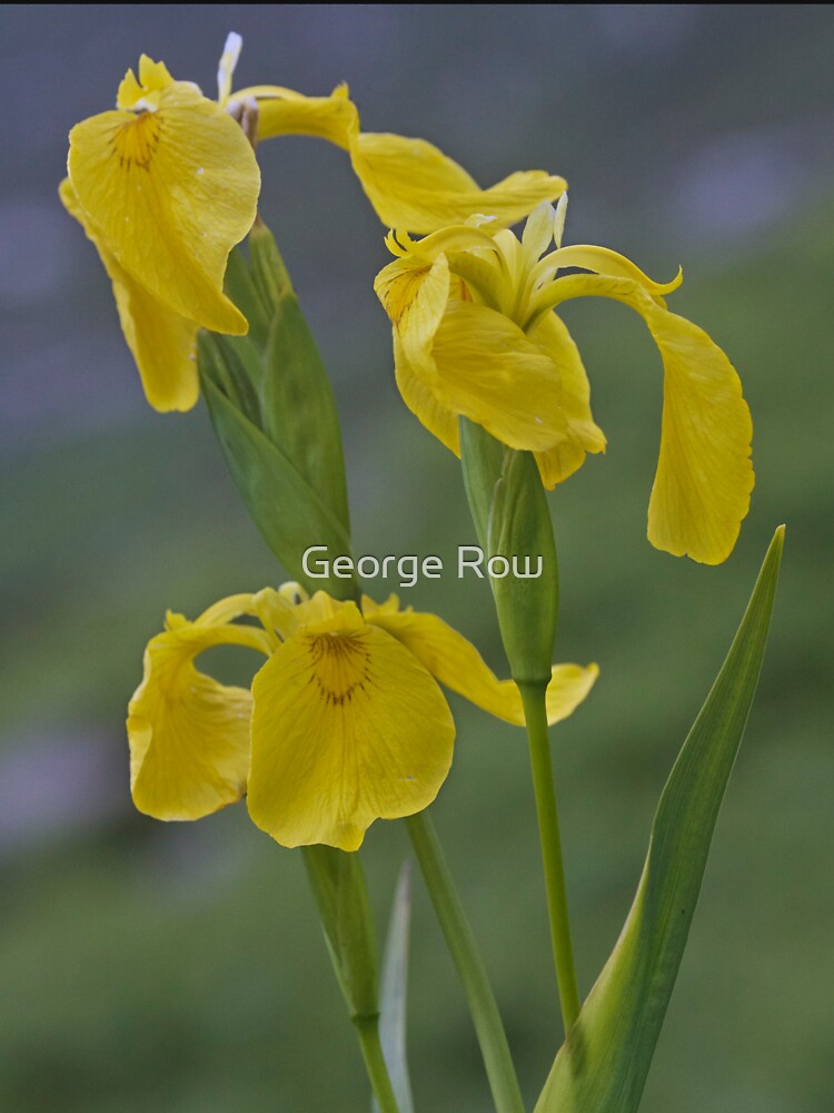 Yellow Flag Iris - Donegal by VeryIreland