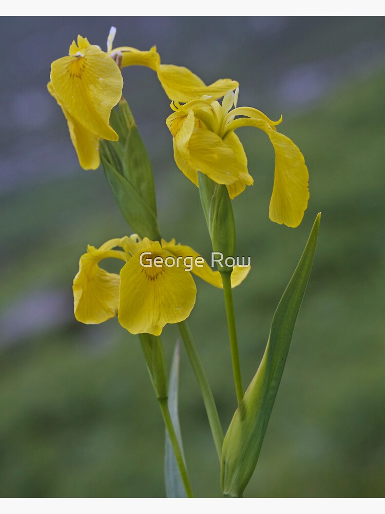 Yellow Flag Iris - Donegal by VeryIreland