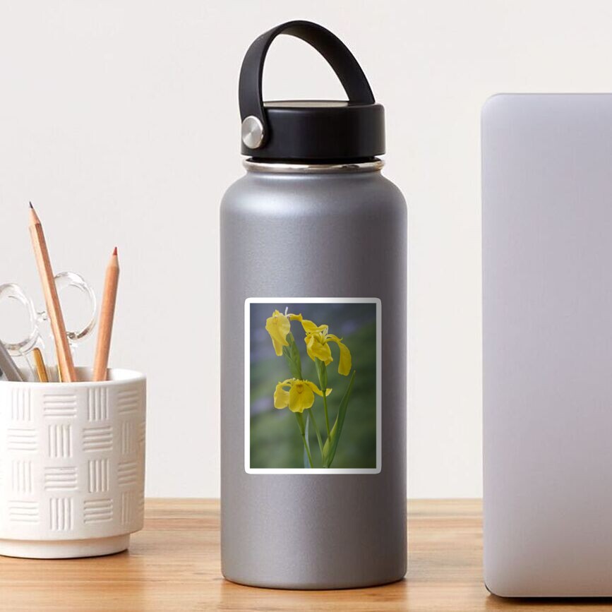 Yellow Flag Iris - Donegal Sticker