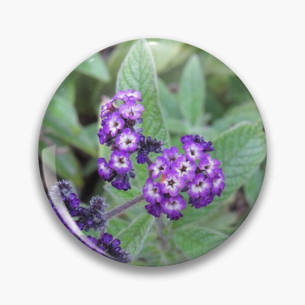 Item preview, Purple heliotrope designed and sold by greentiger1.