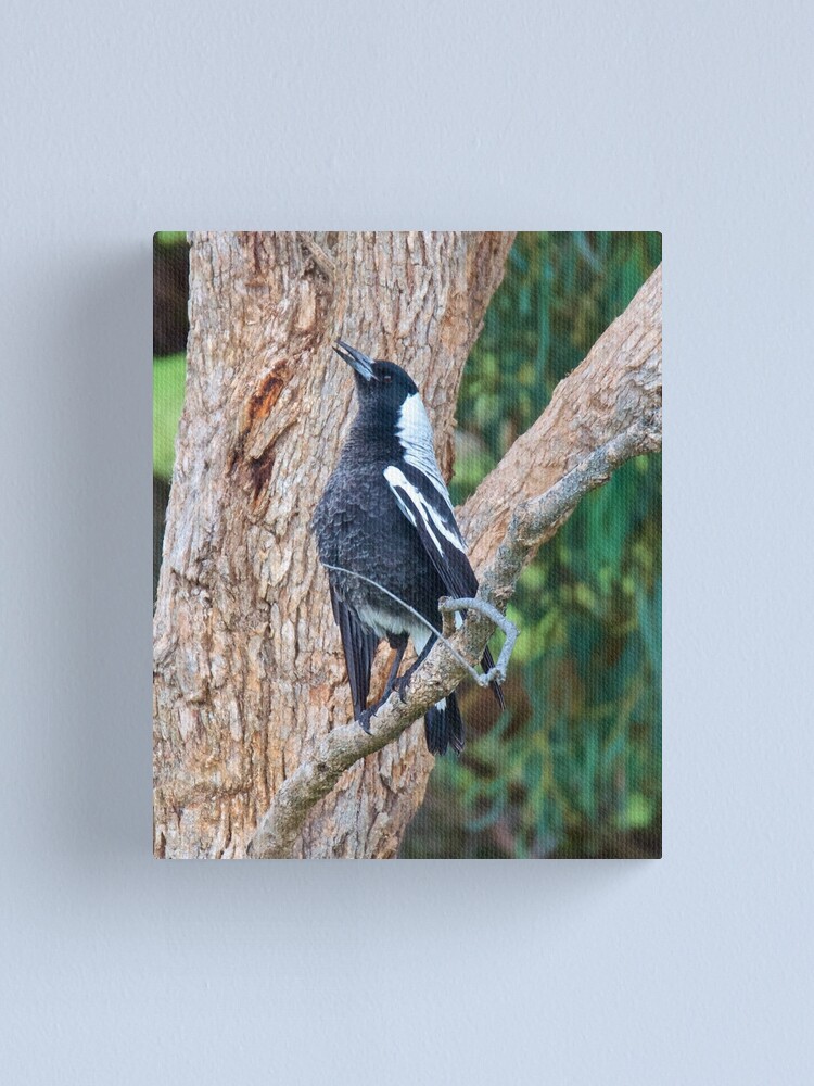 Thumbnail 1 of 3, Canvas Print, MAGPIE ~ Australian Magpie W8UKJT6Z by David Irwin designed and sold by tasmanianartist.