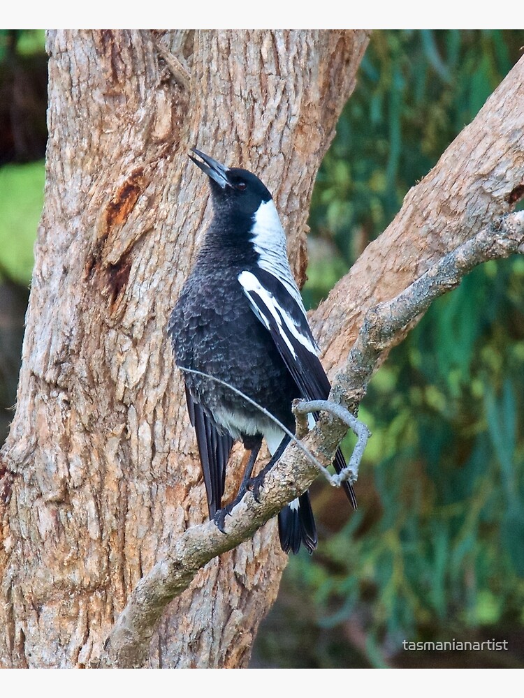 Thumbnail 3 of 3, Canvas Print, MAGPIE ~ Australian Magpie W8UKJT6Z by David Irwin designed and sold by tasmanianartist.