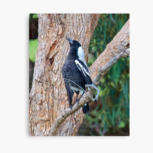 MAGPIE ~ Australian Magpie W8UKJT6Z by David Irwin Canvas Print