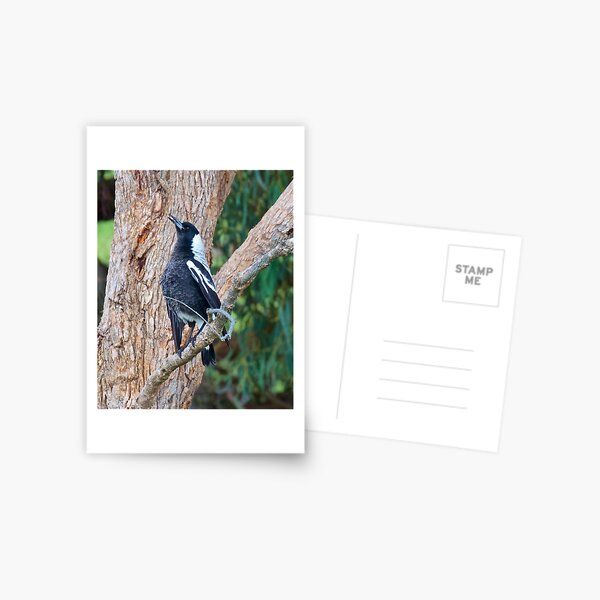 MAGPIE ~ Singing its Autumn Song by David Irwin Postcard