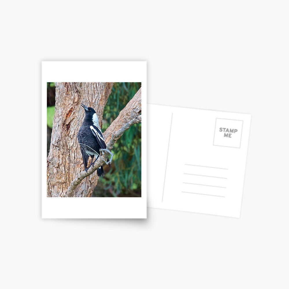 Item preview, Postcard designed and sold by tasmanianartist.