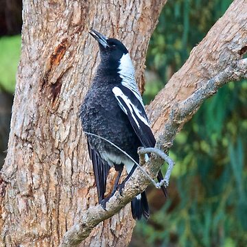 Artwork thumbnail, MAGPIE ~ Australian Magpie W8UKJT6Z by David Irwin by tasmanianartist