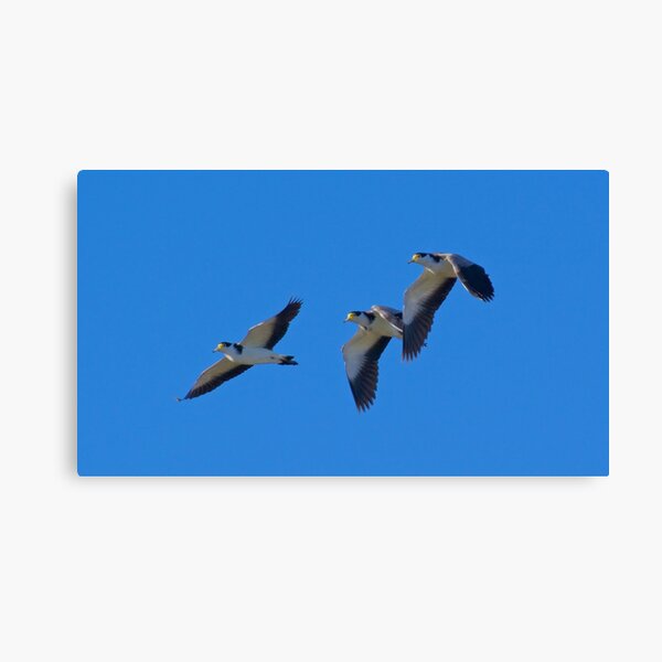 LAPWING ~ Masked Lapwing J3AALLZX by David Irwin Canvas Print