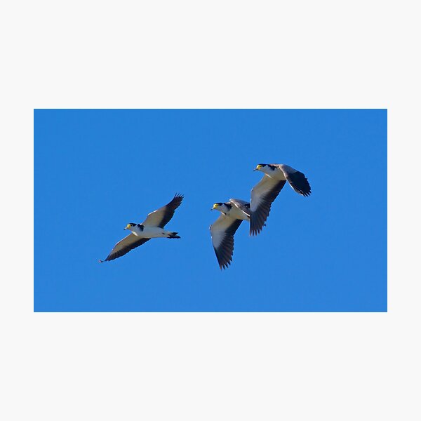 LAPWING ~ Masked Lapwing J3AALLZX by David Irwin Photographic Print