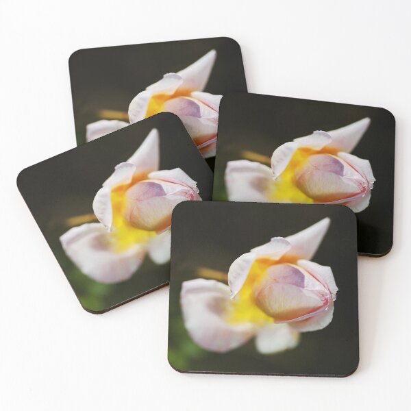 Item preview, April Rose Bud designed and sold by Joy Watson - Natural Light Photography .