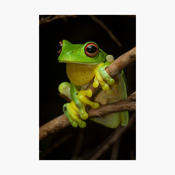 Red-eyed tree frog (Litoria chloris) Photographic Print