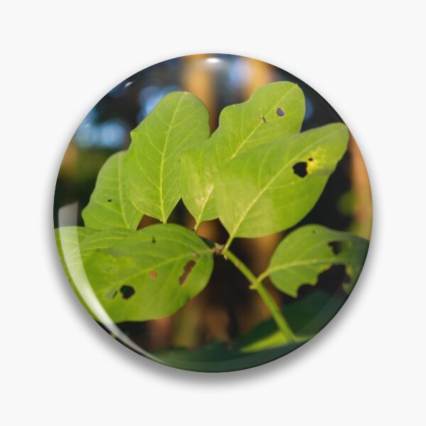 Item preview, Acacia leaves designed and sold by Life-s-A-Hike.