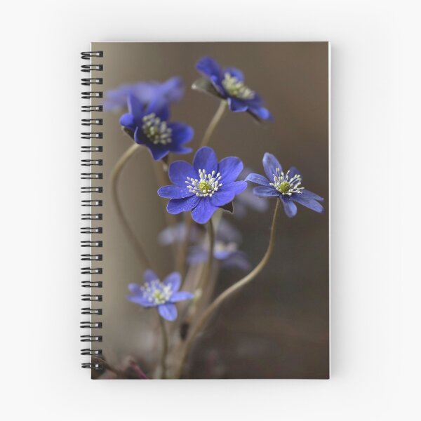 Item preview, Dark blue Hepatica designed and sold by JBlaminsky.