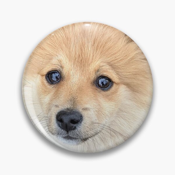 Item preview, Pomeranian puppy Kai designed and sold by Fluffycat2020.