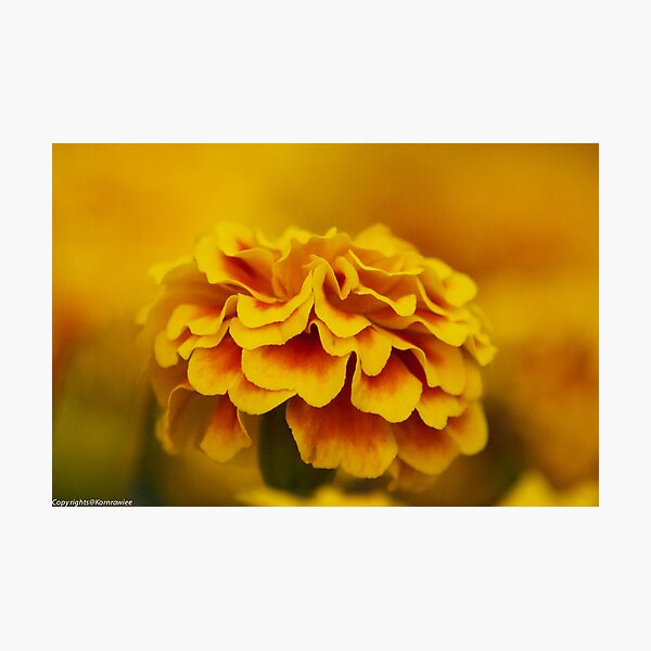 Truth will ultimately prevail where there is pains to bring it to light. George Washington... Photographic Print