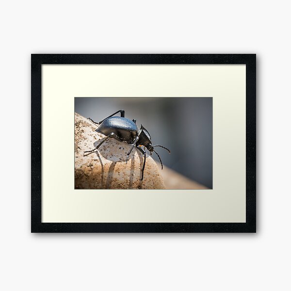Item preview, Black beetle number 1 designed and sold by Ralph Goldsmith.