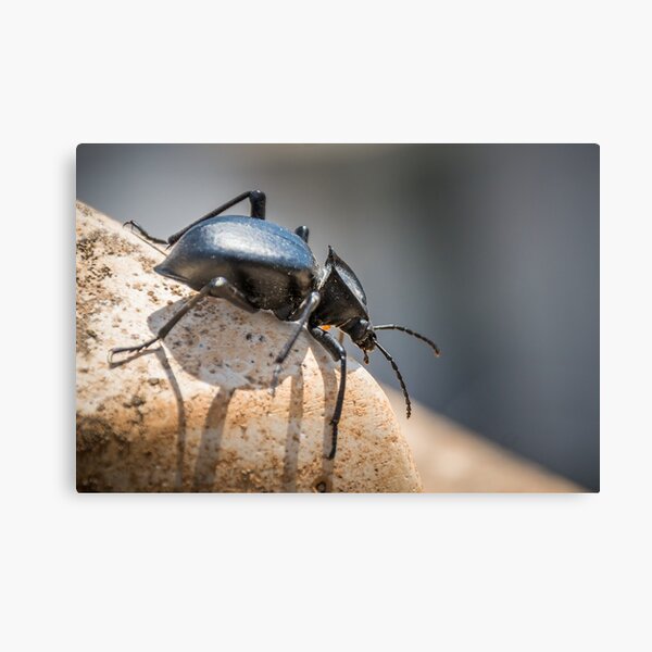 Item preview, Black beetle number 1 designed and sold by Ralph Goldsmith.