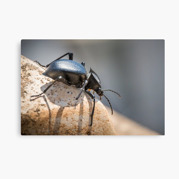 Item preview, Black beetle number 1 designed and sold by Ralph Goldsmith.