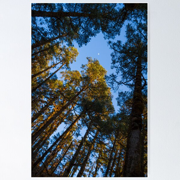 Item preview, Forest In Nepal designed and sold by Jamin Walsh.