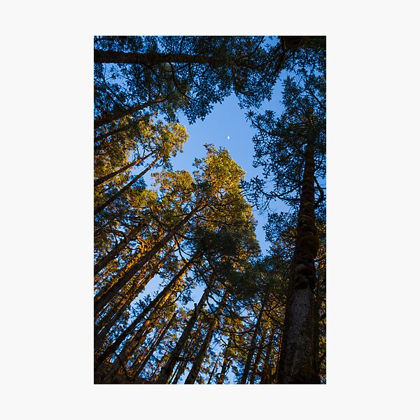 Item preview, Forest In Nepal designed and sold by Jamin Walsh.
